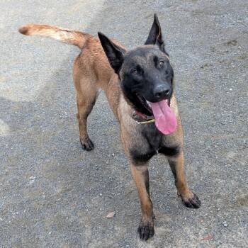 Valkyrie -  Belgian Shepherd Malinois Dog for Adoption in San Gabriel, California - Valkyrie | PetCurious