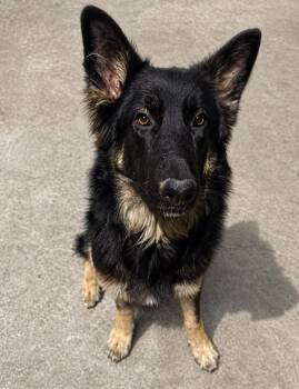Belgian Shepherd Sheepdog Dogs Available for Adoption in Escondido, California - Lex | PetCurious