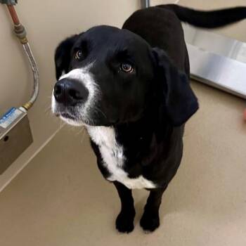 Labrador Retriever and Border Collie Dogs Available for Adoption - Doris Day | PetCurious