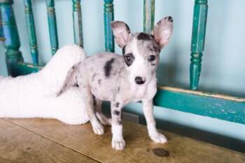 Mushroom -  Chihuahua and Rat Terrier Dog for Adoption in San Antonio, Texas - Mushroom | PetCurious