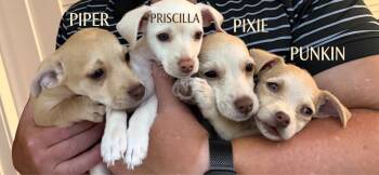 The "P" Puppies -  Chihuahua and Mixed Breed Dog for Adoption in Newport Beach, California - The "P" Puppies | PetCurious
