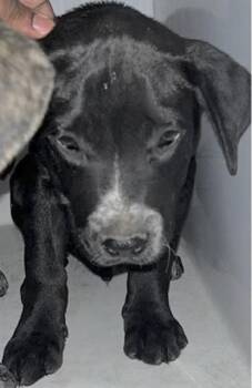 Labrador Retriever Dogs Available for Adoption - A651829 | PetCurious