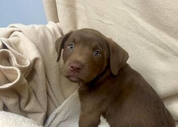 Labrador Retriever Dogs Available for Adoption in Decorah, Iowa - Dug | PetCurious