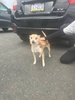 Patches -  Chihuahua and Shiba Inu Dog for Adoption in Pine Grove, Pennsylvania - Patches | PetCurious