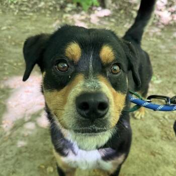 Rottweiler and Labrador Retriever Dogs Available for Adoption in Greensboro, North Carolina - Maxwell | PetCurious