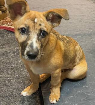 Pony -  Dachshund Dog for Adoption in Berwick, Maine - Pony | PetCurious