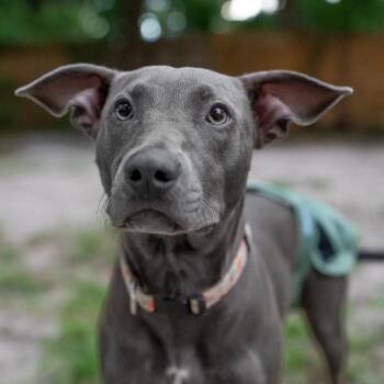 Nina -  Whippet and Pit Bull Terrier Dog for Adoption in Jacksonville, Florida - Nina | PetCurious