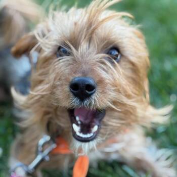 Rescue Yorkshire Terrier Dogs for Adoption in Columbia, Maryland - Boyd | PetCurious
