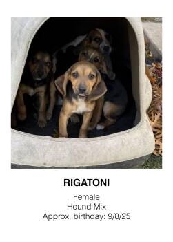 Rescue Hound Dogs for Adoption in Ayden, North Carolina - Pasta Litter | PetCurious