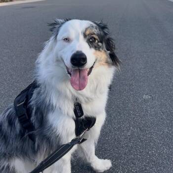 Toby -  Australian Shepherd Dog for Adoption in Burbank, California - Toby | PetCurious