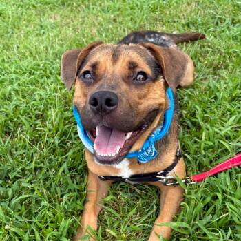 Darrell P4P -  Mixed Breed Dog for Adoption in Saint Joseph, Missouri - Darrell P4P | PetCurious