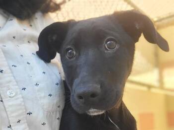 Rescue Plott Hound Dogs for Adoption in Palo Alto, California - BRIDGET | PetCurious