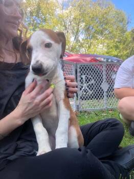 Benny -  Retriever and Coonhound Dog for Adoption in Louisa, Virginia - Benny | PetCurious