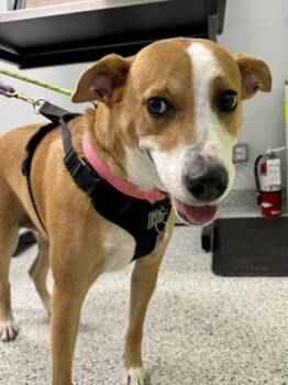 Rubi - 2 -  Labrador Retriever and Mixed Breed Dog for Adoption in Daytona Beach, Florida - Rubi - 2 | PetCurious