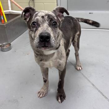 06/27/2026-Stray-2ndAvenue -  Mixed Breed Dog for Adoption in Columbus, Georgia - 06/27/2026-Stray-2ndAvenue | PetCurious