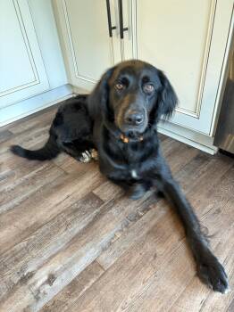 Coa -  Flat Coated Retriever Dog for Adoption in Milton, Georgia - Coa | PetCurious