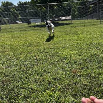 Belladee -  American Staffordshire Terrier Dog for Adoption in Greenville, South Carolina - Belladee | PetCurious