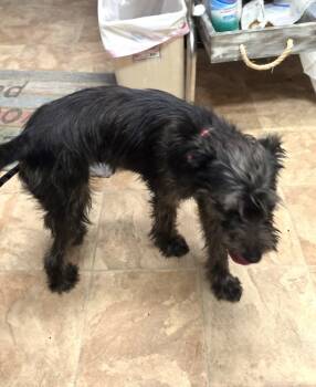 Velvet -  Terrier and Standard Schnauzer Dog for Adoption in Savannah, Georgia - Velvet | PetCurious