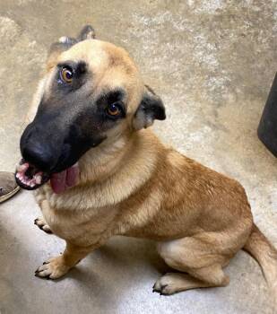 Marsha -  Shepherd Dog for Adoption in Lockhart, Texas - Marsha | PetCurious
