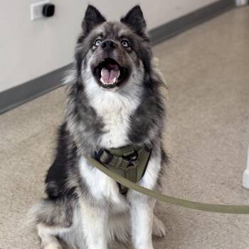 Rescue Siberian Husky Dogs for Adoption in Homewood, Illinois - Oso | PetCurious