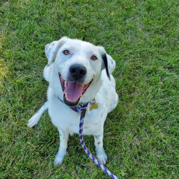 Alysheba (aka Ally) -  Shepherd Dog for Adoption in Goshen, Kentucky - Alysheba (aka Ally) | PetCurious