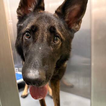 Dex -  Mixed Breed Dog for Adoption in Memphis, Tennessee - Dex | PetCurious