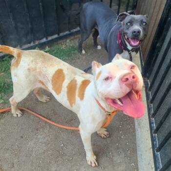 Rescue Pit Bull Terrier and Mixed Breed Dogs for Adoption in Long Beach, California - NASH | PetCurious