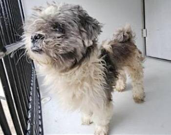 Schnauzer and Mixed Breed Dogs Available for Adoption in Houston, Texas - A654128 | PetCurious