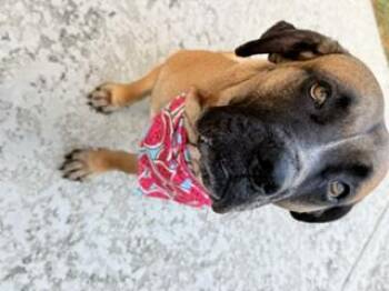 Elsie -  Mastiff and Bullmastiff Dog for Adoption in South Houston, Texas - Elsie | PetCurious