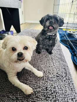 Shih Tzu Dogs Available for Adoption in Lansing, Michigan - Sushi (26-068 D) | PetCurious