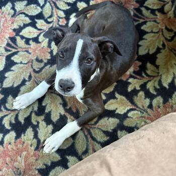 Will Wood -  American Staffordshire Terrier Dog for Adoption in Portland, Maine - Will Wood | PetCurious