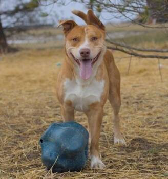 Utah -  Cattle Dog Dog for Adoption in Evansville, Indiana - Utah | PetCurious