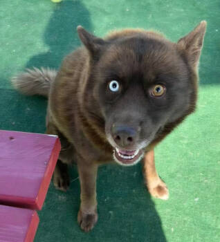 Rescue Pomeranian and Husky Dogs for Adoption in Warren, Michigan - Coffee | PetCurious