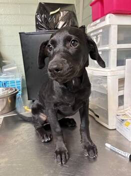 Terrier and Mixed Breed Dogs Available for Adoption - A374363 | PetCurious