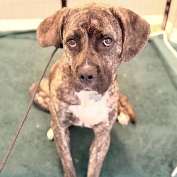 Cane Corso Dogs Available for Adoption in Riverside, California - Zelda | PetCurious