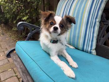 Papillon and Chihuahua Dogs Available for Adoption in Santa Clara, California - Hardy | PetCurious