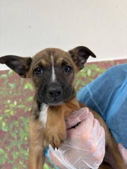 Shepherd and Mixed Breed Dogs Available for Adoption in San Antonio, Texas - Paloma | PetCurious