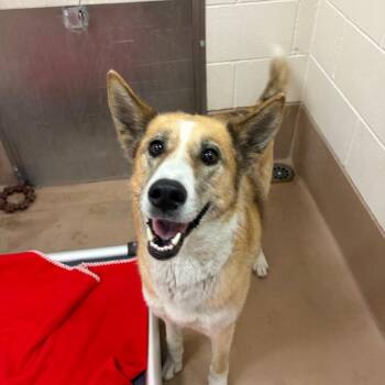 Tootsie -  Shepherd and Mixed Breed Dog for Adoption in Reno, Nevada - Tootsie | PetCurious