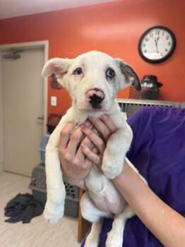Syrax -  Australian Shepherd and Mixed Breed Dog for Adoption in Marion, Ohio - Syrax | PetCurious