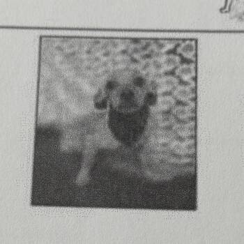 Hopper -  Chihuahua and Mixed Breed Dog for Adoption in Pacifica, California - Hopper | PetCurious