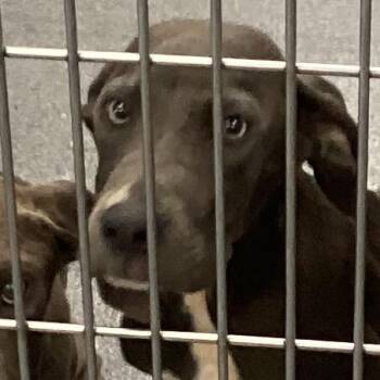 Roscoe -  Terrier Dog for Adoption in Montgomery, Alabama - Roscoe | PetCurious