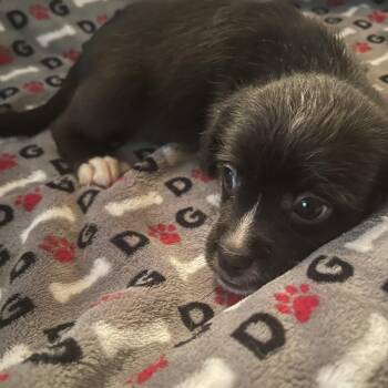 Terrier Dogs Available for Adoption in Gainesville, Virginia - Isla | PetCurious