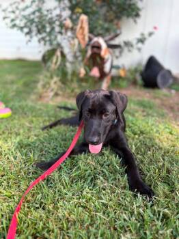 Myrtle -  Mixed Breed Dog for Adoption in Taycheedah, Wisconsin - Myrtle | PetCurious