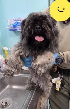 Ty Lee -  Shih Tzu and Mixed Breed Dog for Adoption in Edgewood, New Mexico - Ty Lee | PetCurious