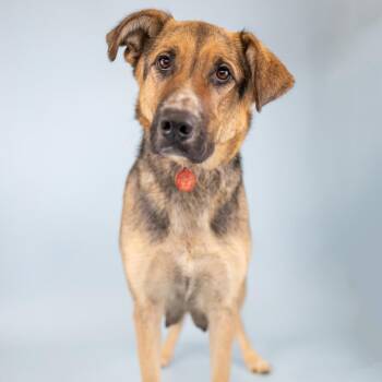 Shandy -  German Shepherd Dog and Mixed Breed Dog for Adoption in Portland, Oregon - Shandy | PetCurious