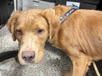 Timon -  Mixed Breed Dog for Adoption in West Chester, Pennsylvania - Timon | PetCurious
