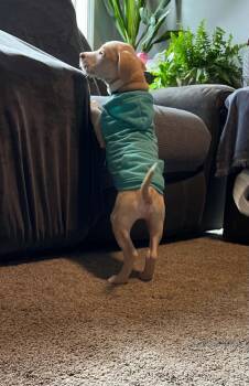 Langdon -  Mixed Breed Dog Available for Adoption - Langdon | PetCurious
