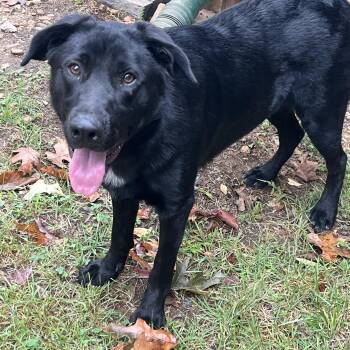 Rescue Black Labrador Retriever and Border Collie Dogs for Adoption in Melbourne, Arkansas - Shadow | PetCurious
