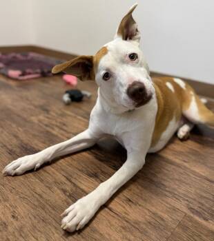 Rescue Mixed Breed Dogs for Adoption in Belmont, New York - TOBY | PetCurious