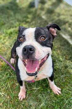 Park Ranger -  Mixed Breed Dog for Adoption in Cincinnati, Ohio - Park Ranger | PetCurious